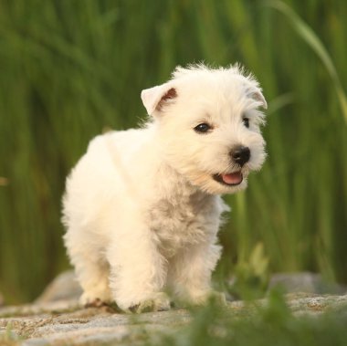 Amazing puppy of Welsh Highland White terrier, playing in the garden