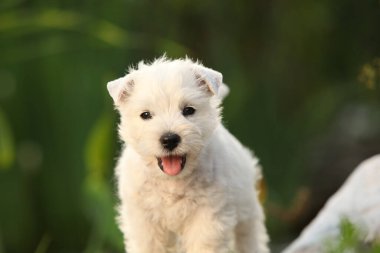 Amazing puppy of Welsh Highland White terrier, playing in the garden
