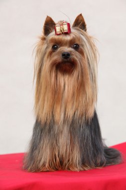 Beyaz duvar önünde inanılmaz Yorkshire korkunç