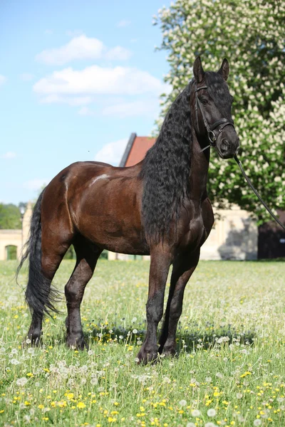 Caballo frisón de pie sobre la hierba —  Fotos de Stock