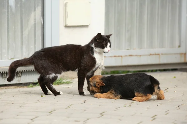 Katze mit Welpe von Norwich Terrier — Stockfoto