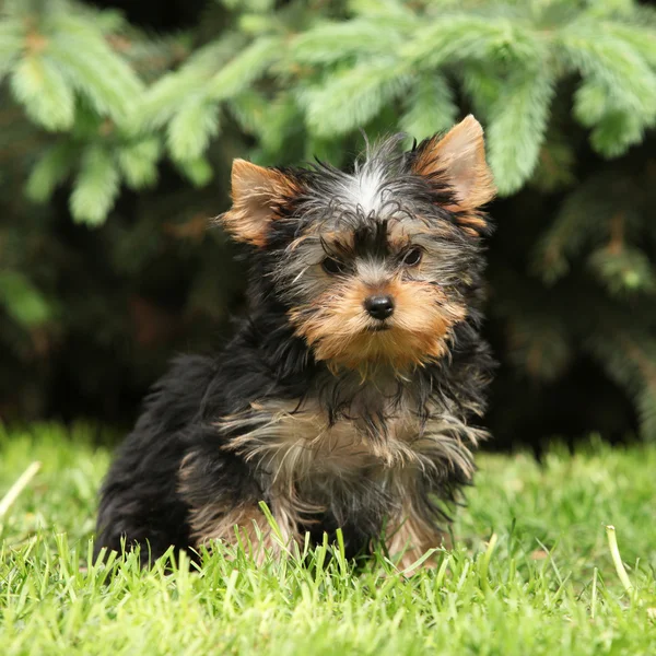 Wunderschöner Welpe von Yorkshire Terrier im Garten — Stockfoto