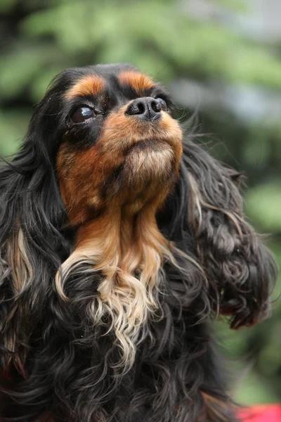 Cavalier konge Charles Spaniel - Stock-foto