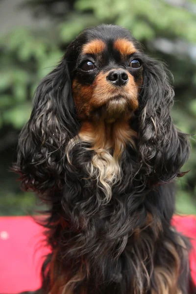 Cavalier re charles spaniel — Foto Stock