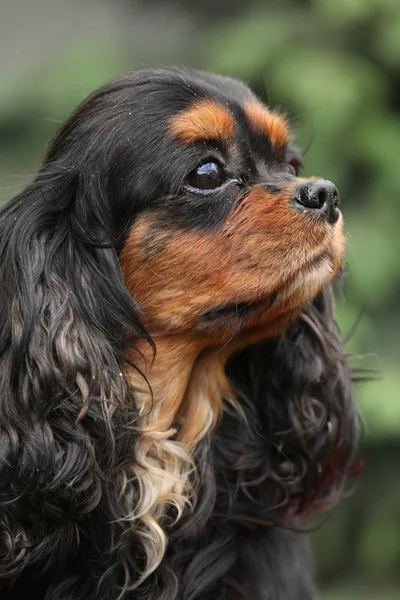 Kawaler Król Karol Spaniel — Zdjęcie stockowe