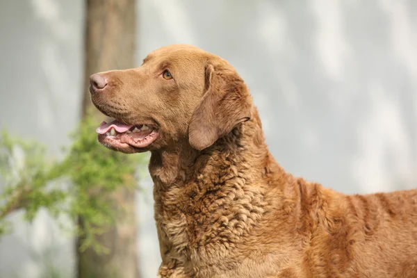 Bautiful Chesapeake bay retriever — Stockfoto