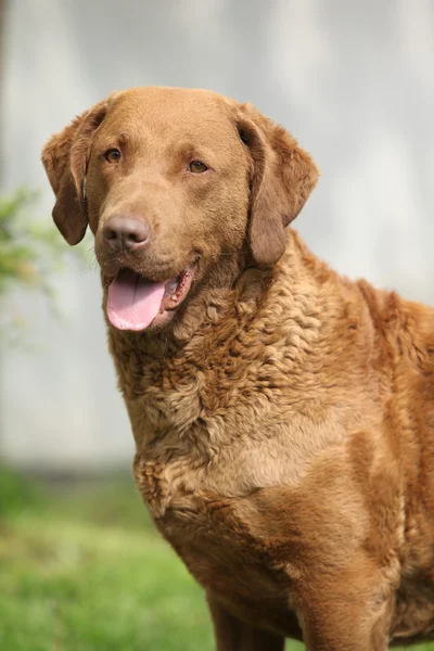 Bautiful Chesapeake bay retriever ser på dig — Stockfoto