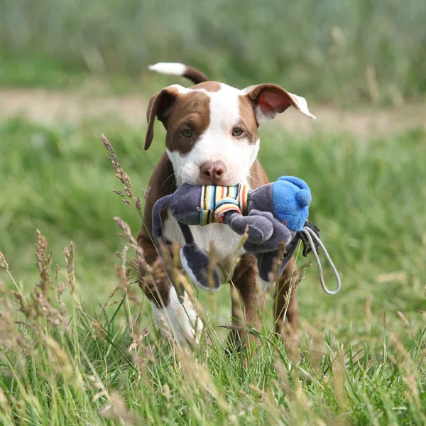 Piękny szczeniak z American Pit Bull Terrier — Zdjęcie stockowe
