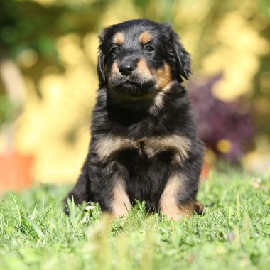 Muhteşem Hovawart köpek yavrusu bahçede yalnız, güneşli hava, bahar
