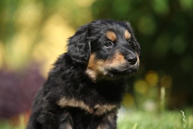 Muhteşem Hovawart köpek yavrusu bahçede yalnız, güneşli hava, bahar