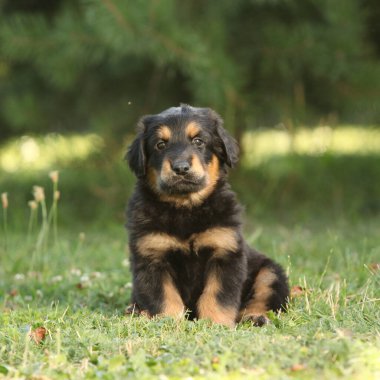 Muhteşem Hovawart köpek yavrusu bahçede yalnız, güneşli hava, bahar
