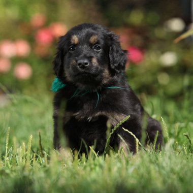 Muhteşem Hovawart köpek yavrusu bahçede yalnız, güneşli hava, bahar