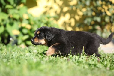 Muhteşem Hovawart köpek yavrusu bahçede yalnız, güneşli hava, bahar