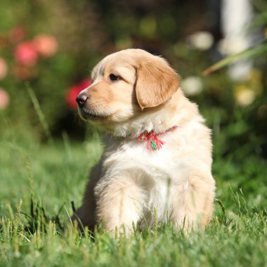Muhteşem Hovawart köpek yavrusu bahçede yalnız, güneşli hava, bahar
