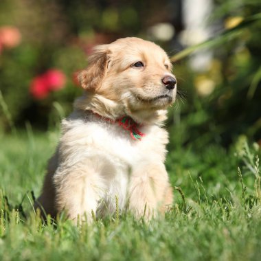 Muhteşem Hovawart köpek yavrusu bahçede yalnız, güneşli hava, bahar