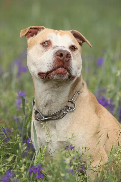 Nádherný americký Pit Bull Terrier v květech — Stock fotografie