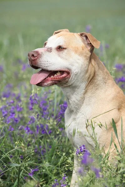 Wunderschöner amerikanischer Pitbull Terrier in Blumen — Stockfoto