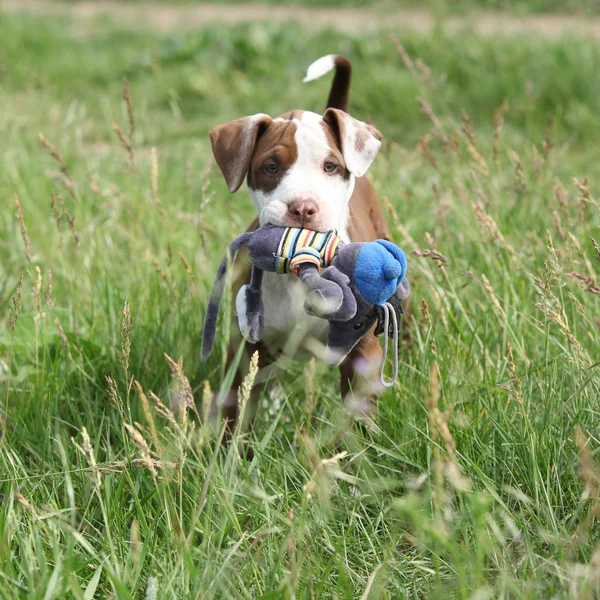 Bonito cachorrinho de American Pit Bull Terrier — Fotografia de Stock