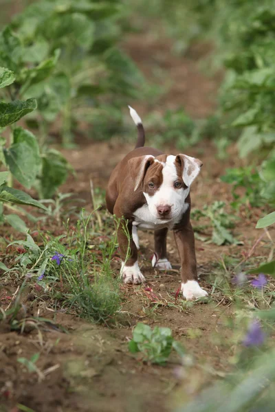 アメリカのピット ・ ブルテリアの子犬 — ストック写真