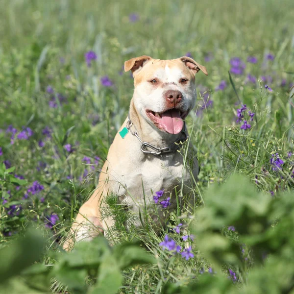 Wspaniały amerykański Pit Bull Terrier w kwiaty — Zdjęcie stockowe