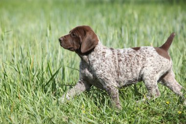 Alman Shorthaired ibre çalışan köpek yavrusu