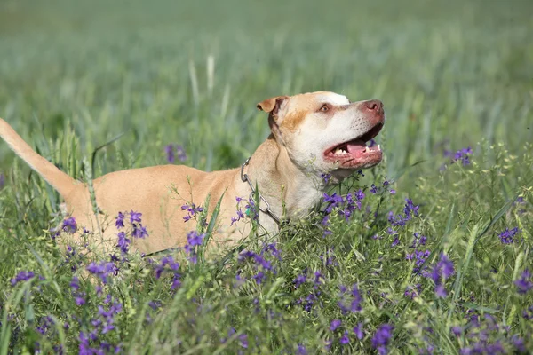 Wunderschöner amerikanischer Pitbull Terrier in Blumen — Stockfoto