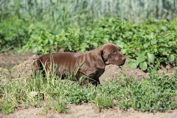 Cachorro de alemán corto puntero corriendo —  Fotos de Stock