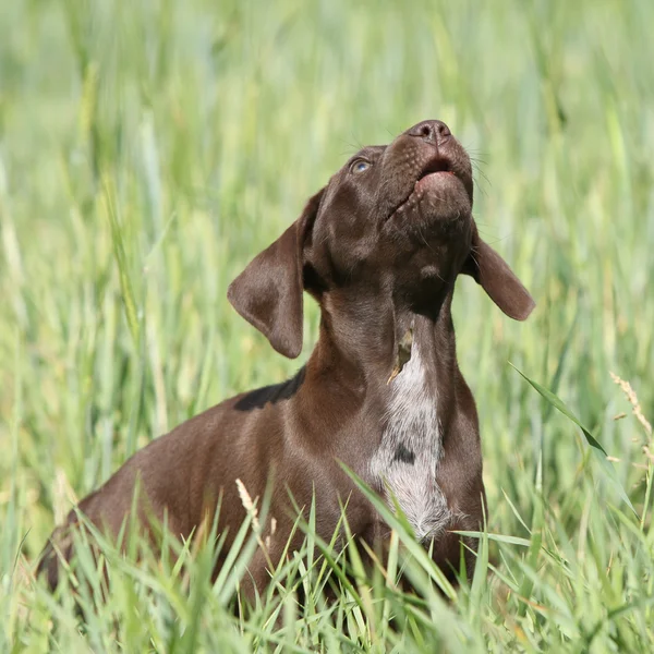 Mooie puppy od kortharige Duitse — Stockfoto