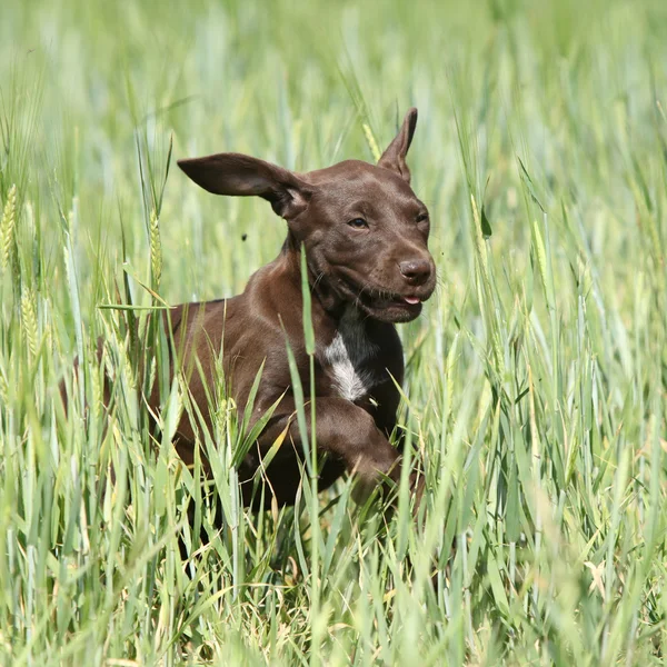 Cachorro de alemán corto puntero corriendo — Foto de Stock