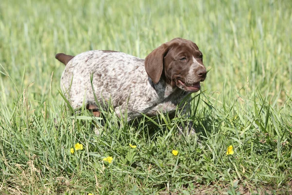 Alman Shorthaired ibre çalışan köpek yavrusu — Stok fotoğraf