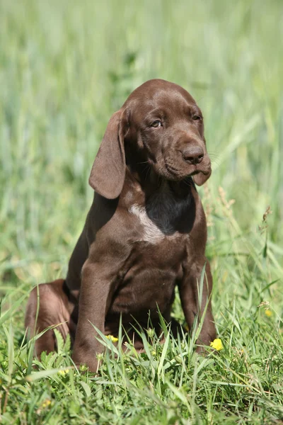 Bonito cachorro od alemão ponteiro curto — Fotografia de Stock