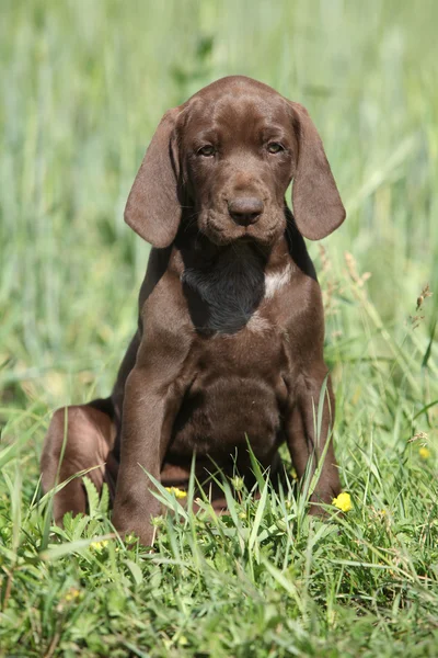 Bonito cachorro od alemão ponteiro curto — Fotografia de Stock