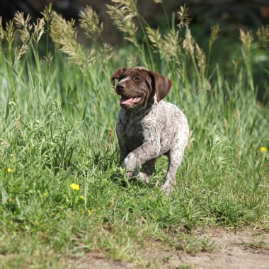 Alman Shorthaired ibre çalışan köpek yavrusu