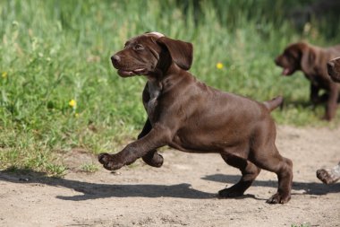 Alman Shorthaired ibre çalışan köpek yavrusu