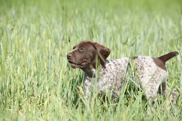 Alman Shorthaired ibre çalışan köpek yavrusu — Stok fotoğraf