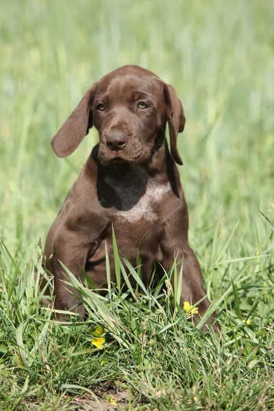 Mooie puppy od kortharige Duitse — Stockfoto