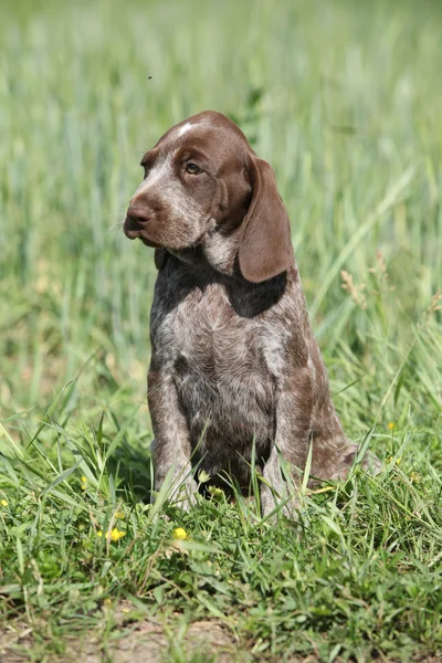 Bonito cachorro od alemão ponteiro curto — Fotografia de Stock