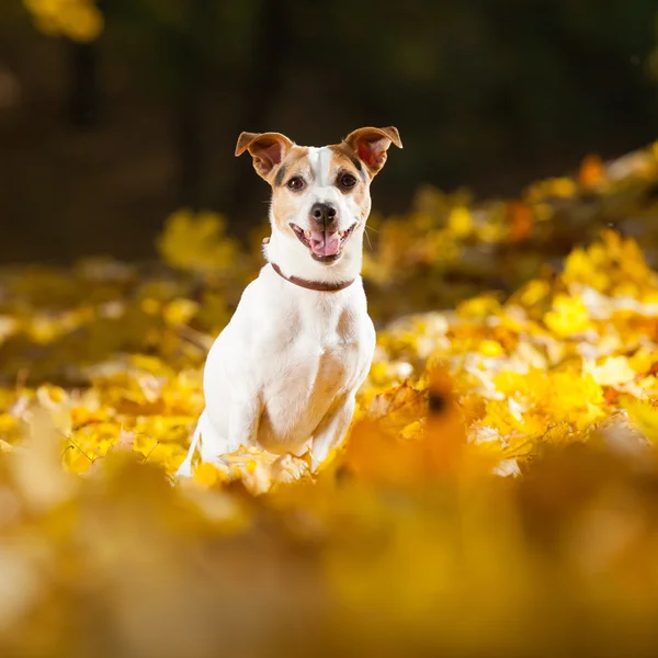 Fantastiska jack russell terrier i höst — Stockfoto
