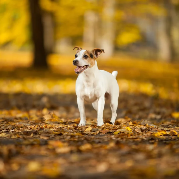 Adorável jack russell terrier no outono — Fotografia de Stock