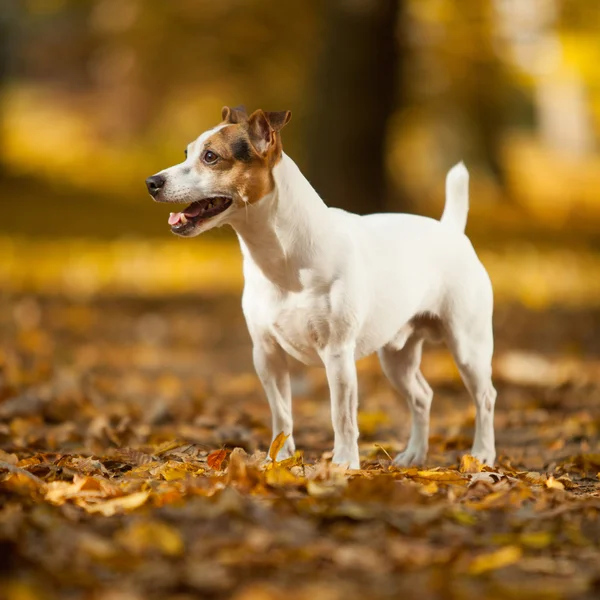 Adorable jack russell terrier in autumn — Stock Photo, Image