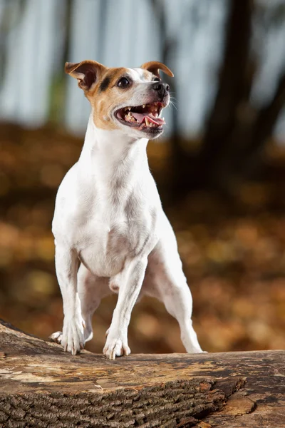 Incredibile jack russell terrier in autunno — Foto Stock