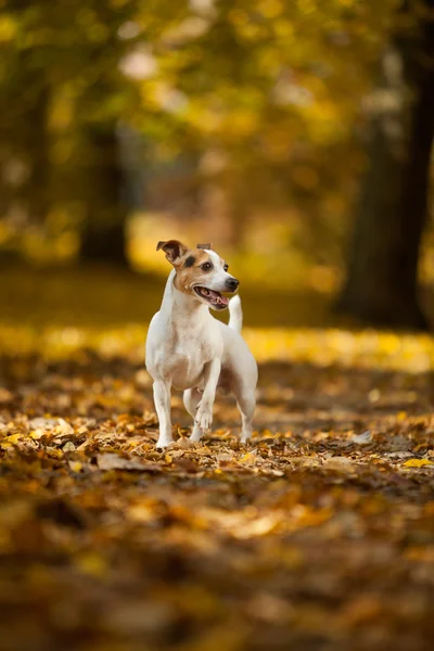 Urocza jack russell terrier w jesień — Zdjęcie stockowe