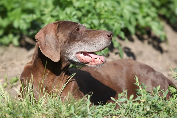 Beautiful bitch of German Shorthaired Pointer — Stock Photo, Image