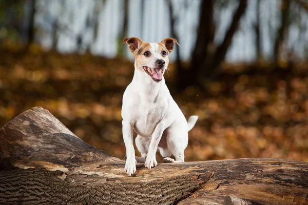 Amazing jack russell terrier in autumn — Stock Photo, Image