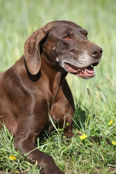 Mooie teef van kortharige Duitse — Stockfoto