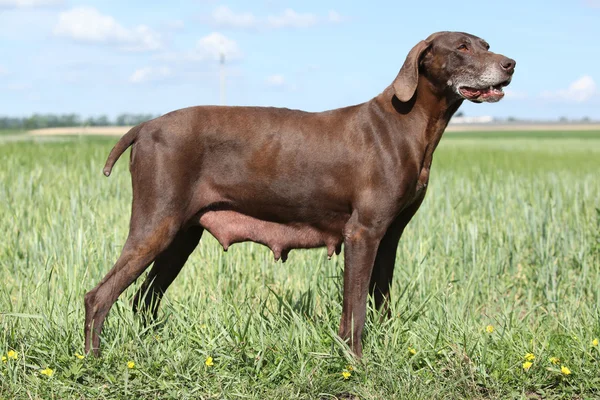 Hermosa perra de alemán Shorthaired puntero —  Fotos de Stock