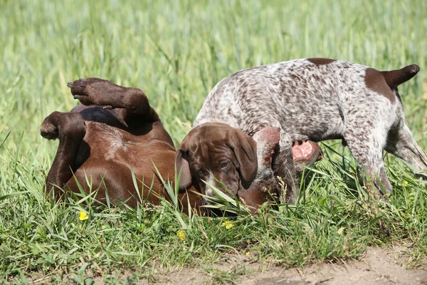 Increíble perra jugando con sus cachorros —  Fotos de Stock