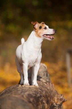 Sonbaharda jack russell terrier şaşırtıcı