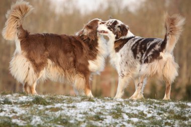 İki inanılmaz Avustralyalı çoban oynarken