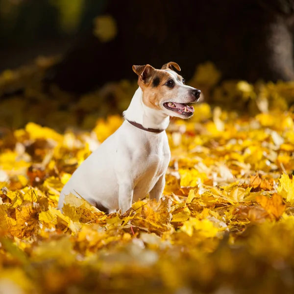 Linda jack russell terrier sentado em folhas amarelas — Fotografia de Stock